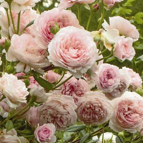 Krūmroze William Morris interface.image 1 interface.art 6221