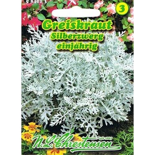 Krustaines, Greiskraut, Silberzwerg interface.image 1 interface.art 87817