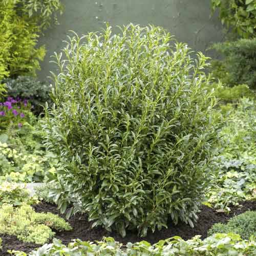 Lauru ķirsis Sofia PBR, С3 interface.image 1 interface.art 8570