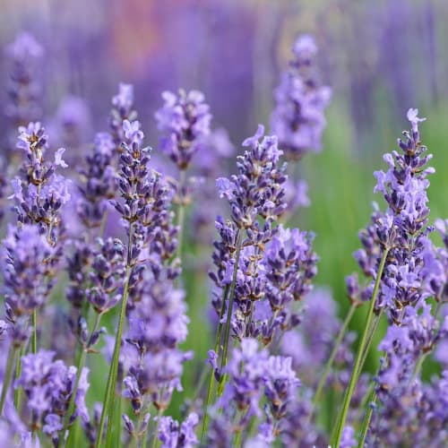 Lavanda Sensational, P9 interface.image 1 interface.art 1597