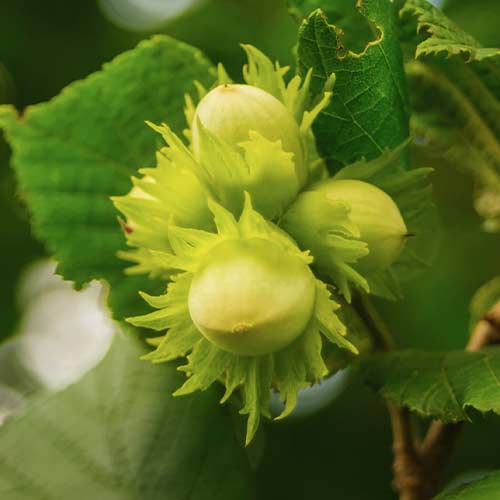 Lazdu rieksts Barcelona, С2 interface.image 1 interface.art 7037