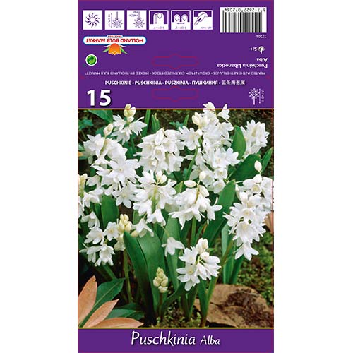 Puškīnijas Alba interface.image 1 interface.art 67444