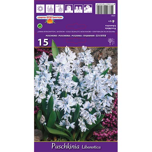 Puškīnijas Libanotica interface.image 1 interface.art 67677