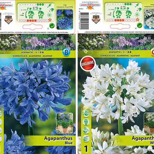 Lielisks piedāvājums! Agapants, komplektā 2 šķirnes interface.image 1 interface.art 76516