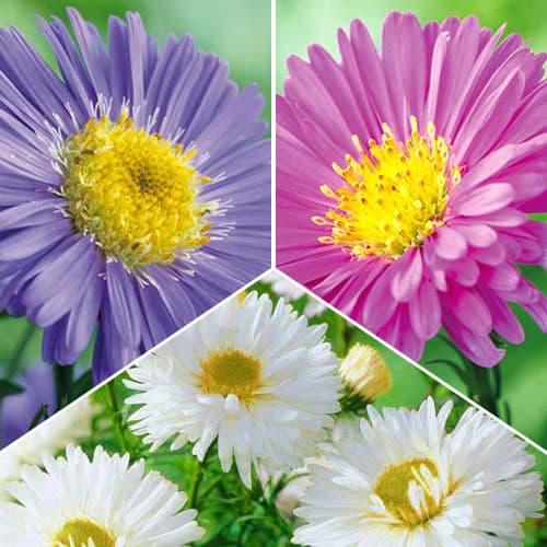 Lielisks komplekts! Alpu asteres, komplektā 3 veidi interface.image 1 interface.art 76517