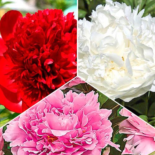 Lielisks piedāvājums! Peonijas, komplektā 3 šķirnes interface.image 1 interface.art 76507