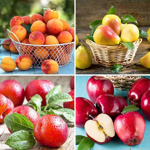 Lielisks piedāvājums! 4 stādu komplekts interface.image 1 interface.art 5873