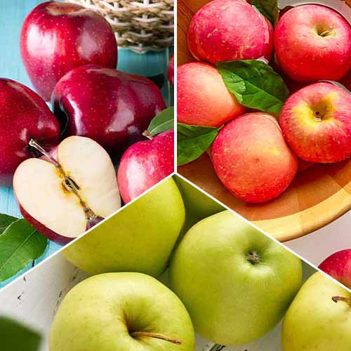 Lielisks piedāvājums! Ābolu trio, 3 stādu komplekts interface.image 1 interface.art 6945