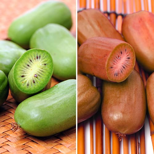 Lielisks piedāvājums! Aktinīdijas Mini kivi Green Duo, 2 stādu komplekts interface.image 1 interface.art 9337