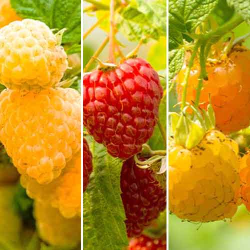 Lielisks piedāvājums! Avenes Remantant Giant, 3 stādu komplekts interface.image 1 interface.art 5844