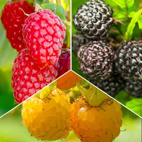 Lielisks piedāvājums! Avenes trio, 3 stādu komplekts interface.image 1 interface.art 8041