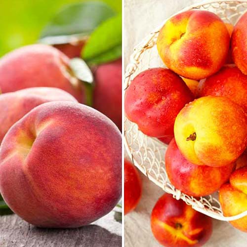 Lielisks piedāvājums! Bagātīga raža, 2 stādu komplekts interface.image 1 interface.art 4877