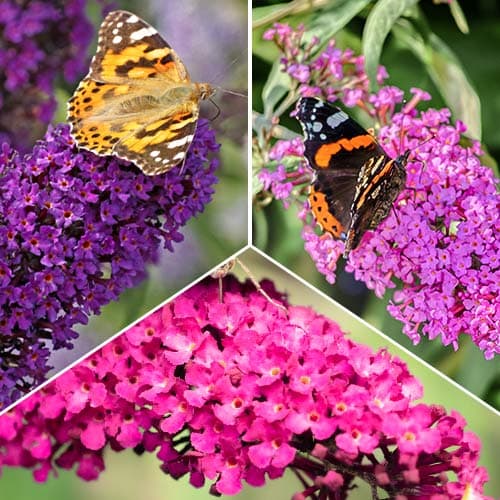 Lielisks piedāvājums! Budlejas, 3 stādu komplekts interface.image 1 interface.art 2032