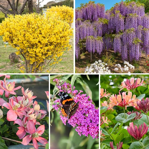 Lielisks piedāvājums! Dekoratīvie krūmi, 5 stādu komplekts interface.image 1 interface.art 2034