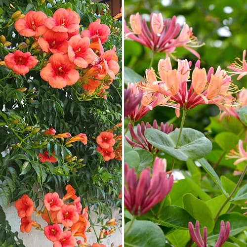 Lielisks piedāvājums! Dekoratīvie vīteņaugi, 2 stādu komplekts interface.image 1 interface.art 4817