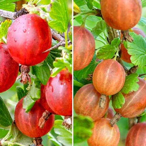 Lielisks piedāvājums! Ērkšķoga bez ērkšķiem, 2 stādu komplekts interface.image 1 interface.art 8042