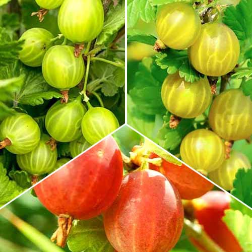 Lielisks piedāvājums! Ērkšķogas Trio, 3 stādu komplekts interface.image 1 interface.art 5846