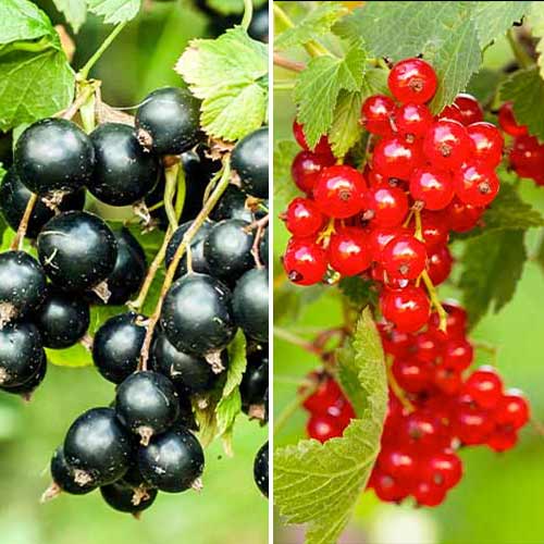 Lielisks piedāvājums! Jāņogas Duet, 2 stādu komplekts interface.image 1 interface.art 5849