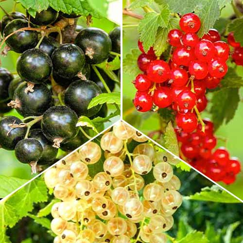 Lielisks piedāvājums! Jāņogas Trio, 3 stādu komplekts interface.image 1 interface.art 5845