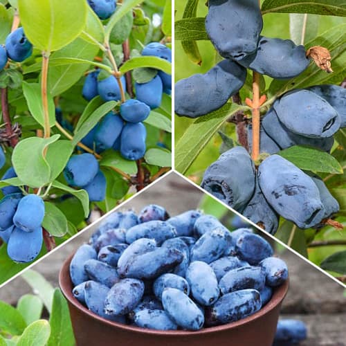 Lielisks piedāvājums! Kamčatkas ogas, 3 stādu komplekts interface.image 1 interface.art 1589