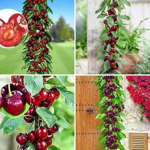 Lielisks piedāvājums! Karalisko saldo ķiršu komplekts, 4 stādu komplekts interface.image 1 interface.art 1981