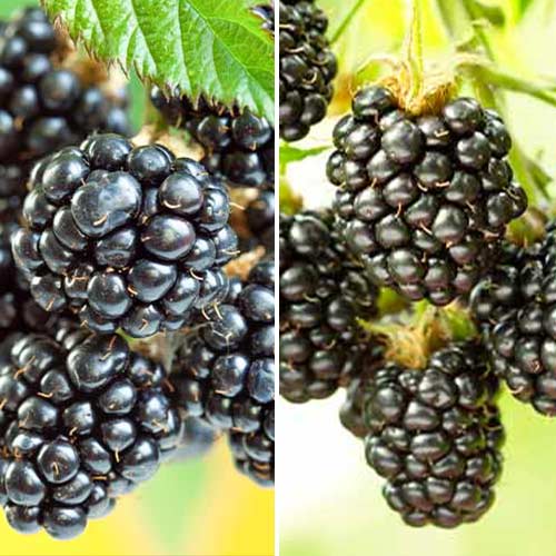 Lielisks piedāvājums! Kazenes Duet, 2 stādu komplekts interface.image 1 interface.art 5390