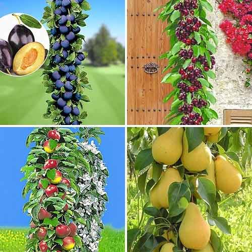 Lielisks piedāvājums! Komplekts dārzam, komplektā 4 stādi interface.image 1 interface.art 1955