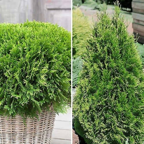 Lielisks piedāvājums! Komplekts Skujkoku Duets, komplektā 2 stādi interface.image 1 interface.art 9468