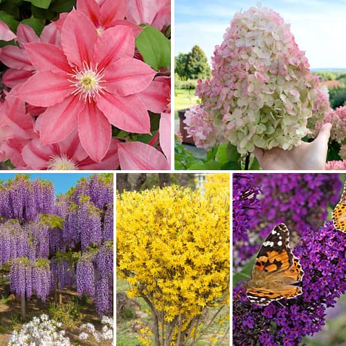 Lielisks piedāvājums! Krūmi dekorēšanai – Ziedošais dārzs, 5 stādu komplekts interface.image 1 interface.art 2033