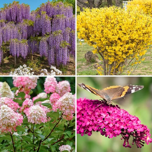 Lielisks piedāvājums! Krūmu komplekts – Krāsainais dārzs, 4 stādu komplekts interface.image 1 interface.art 9187