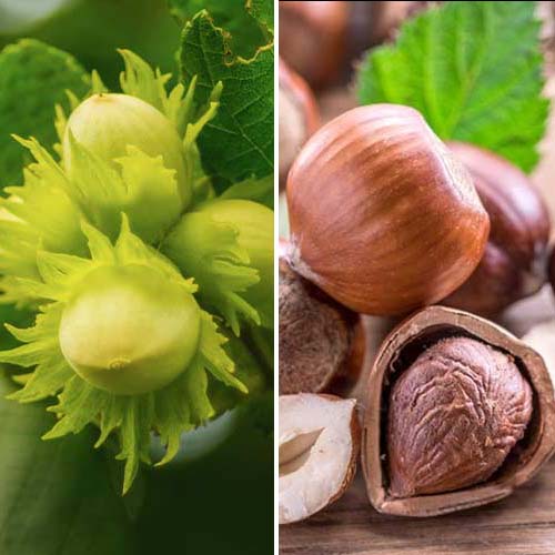 Lielisks piedāvājums! Lazdu rieksti Duo, 3 stādu komplekts interface.image 1 interface.art 5675