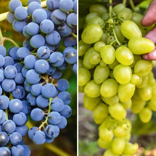 Lielisks piedāvājums! Ļoti agrīnas vīnogas, 2 stādu komplekts interface.image 1 interface.art 4958