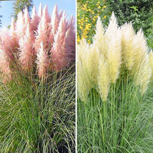 Lielisks piedāvājums! Pampuzāle, 2 stādu komplekts interface.image 1 interface.art 5420