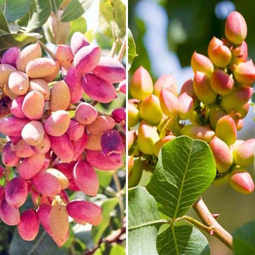 Lielisks piedāvājums! Pistācijas, 2 stādu komplekts interface.image 1 interface.art 4883