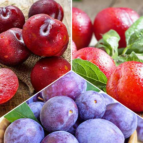 Lielisks piedāvājums! Plūmju trio, 3 stādu komplekts interface.image 1 interface.art 5674