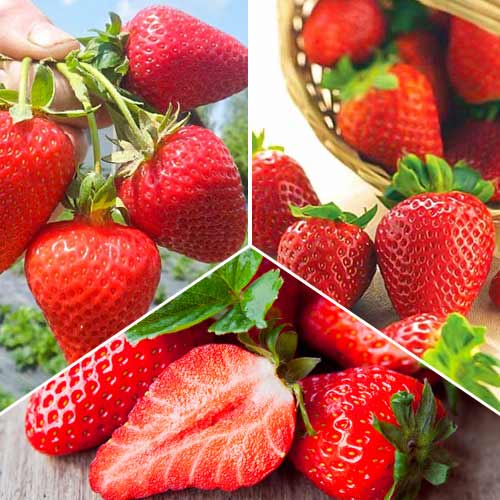 Lielisks piedāvājums! Remontantzemenes, 3 veidu komplekts interface.image 1 interface.art 5416