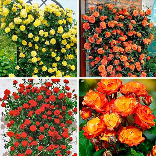 Lielisks piedāvājums! Rozes Tango, 4 stādu komplekts interface.image 1 interface.art 5213