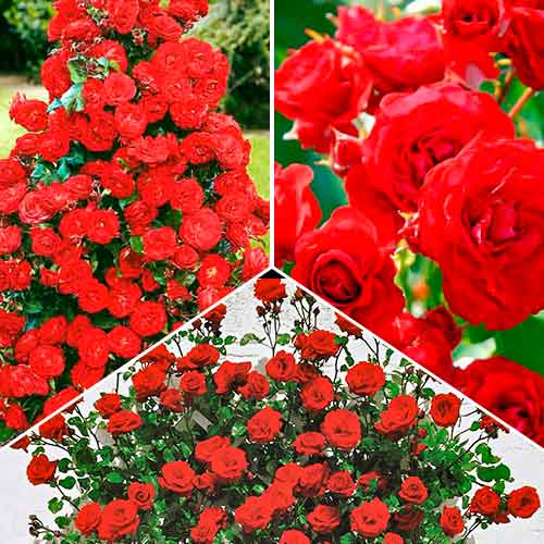 Lielisks piedāvājums! Rozes Uguns maģija, 3 stādu komplekts interface.image 1 interface.art 5211