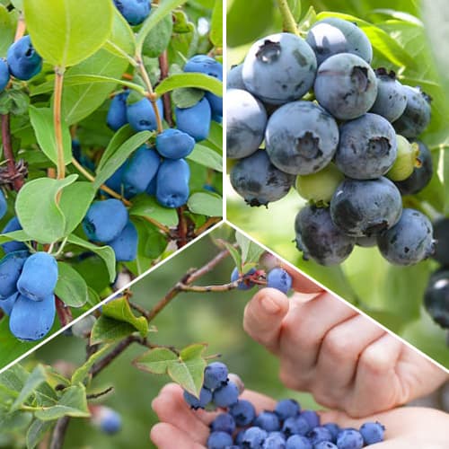 Lielisks piedāvājums! Saldās ogas, 3 stādu komplekts interface.image 1 interface.art 1588