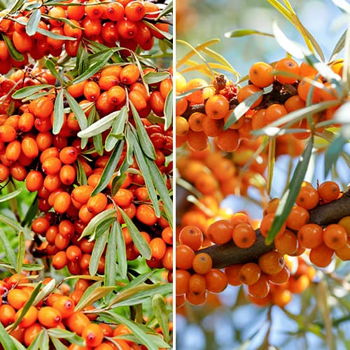 Lielisks piedāvājums! Smiltsērkšķi, 2 stādu komplekts interface.image 1 interface.art 5860