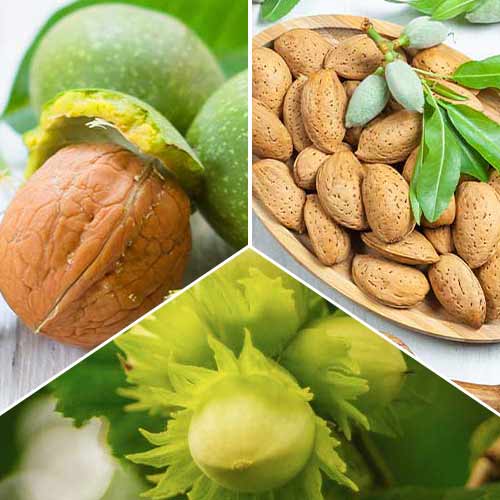 Lielisks piedāvājums! Valrieksti, 3 stādu komplekts interface.image 1 interface.art 6944