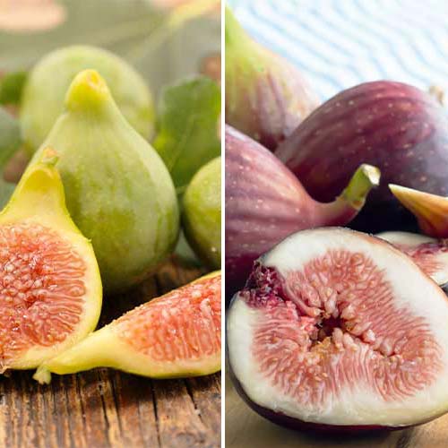 Lielisks piedāvājums! Vīģes koks, 2 stādu komplekts interface.image 1 interface.art 5186