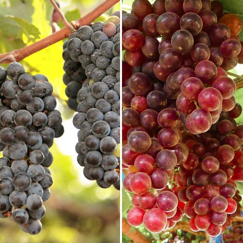 Lielisks piedāvājums! Vīnogas Rožu vīns, 2 stādu komplekts interface.image 1 interface.art 5577