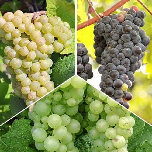 Lielisks piedāvājums! Vīnogas Top, 3 stādu komplekts interface.image 1 interface.art 5574