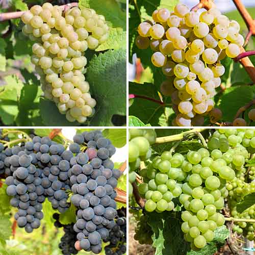 Lielisks piedāvājums! Vīnogu kārdinājums, 4 stādu komplekts interface.image 1 interface.art 5573