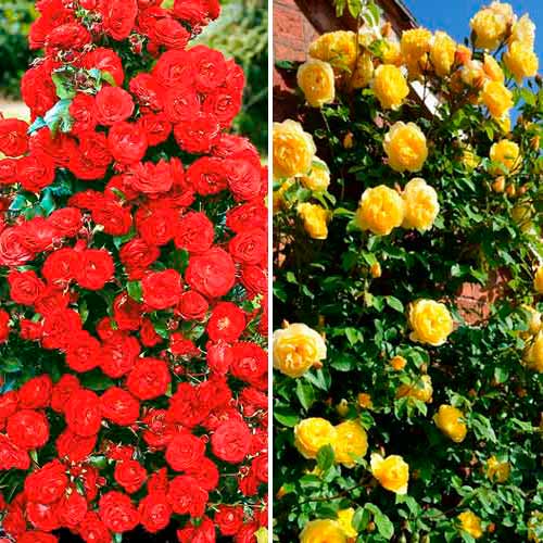 Lielisks piedāvājums! Vīteņrozes Duo, 2 stādu komplekts interface.image 1 interface.art 3699