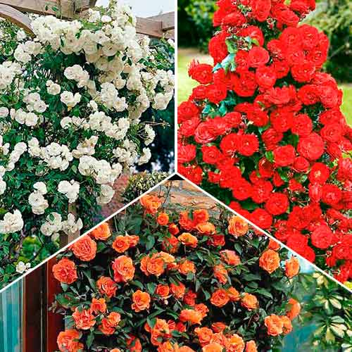 Lielisks piedāvājums! Vīteņrozes Trio, 3 stādu komplekts interface.image 1 interface.art 3647