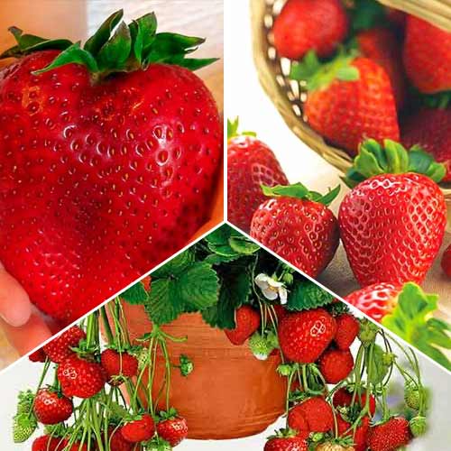 Lielisks piedāvājums! Zemenes Rekordraža, 3 veidu komplekts interface.image 1 interface.art 5417