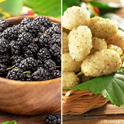 Lielisks piedāvājums! Zīdkoki, 2 stādu komplekts interface.image 1 interface.art 5861