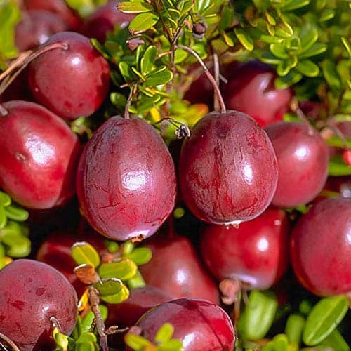 Lielogu dzērvene Ben Lear, P9 interface.image 1 interface.art 9234